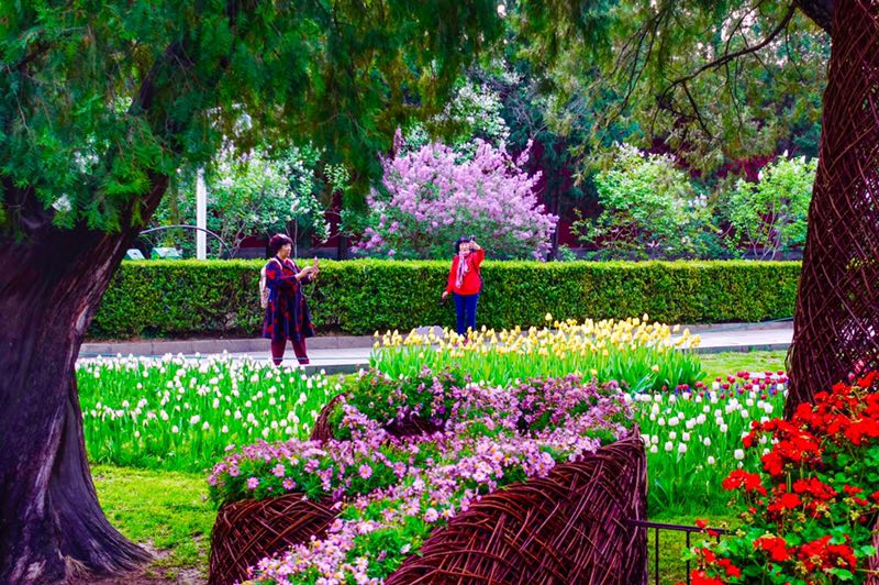 中山公园郁金香花展启幕30万株花卉亮相