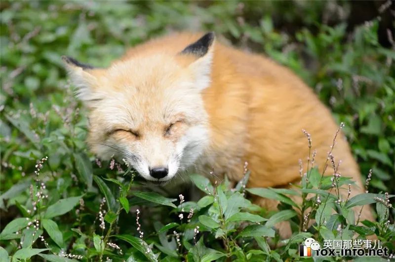 能胖能瘦能长能短小狐狸软萌服贴的液体状态光看着就想揉啊