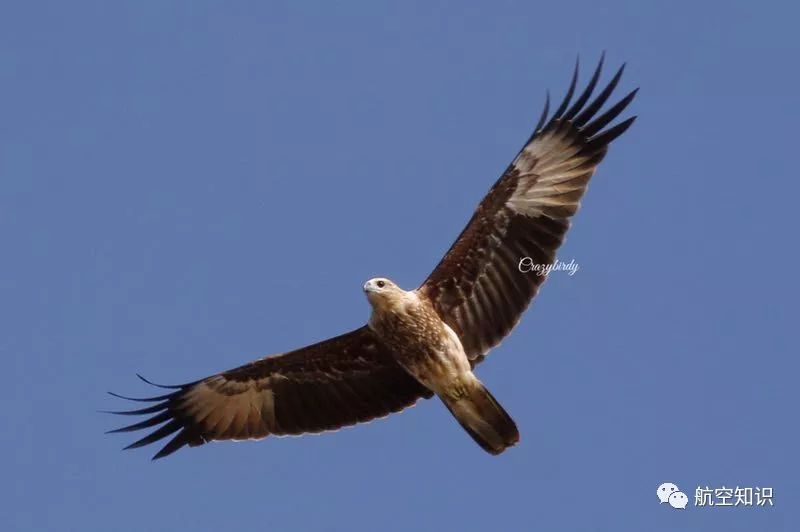 白腹海雕↓还有褐冠鹃隼,凤头蜂鹰等迁徙过来的鸟类.
