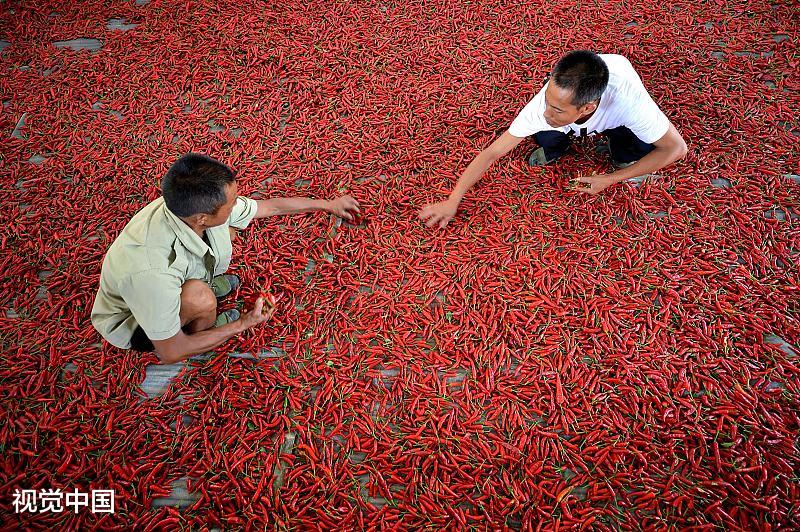 辣翻天来袭10天涨3块却令商贩发愁啥情况