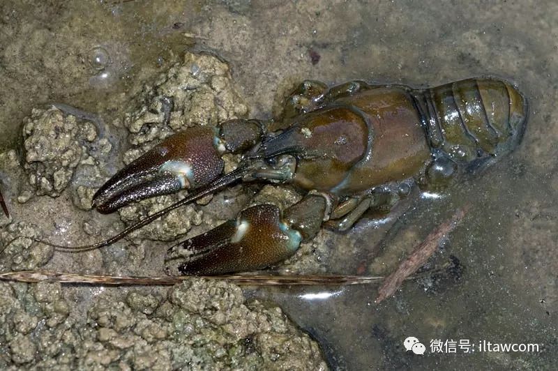 物种图册-通讯螯虾