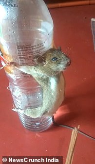 视频|老鼠被绑在瓶子上虐打 男子:谁让你咬断充电器线