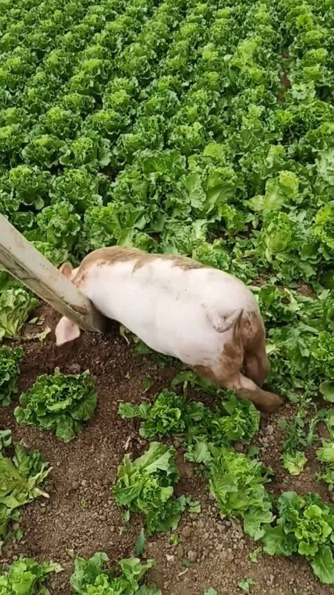 老铁你家菜被猪拱啦