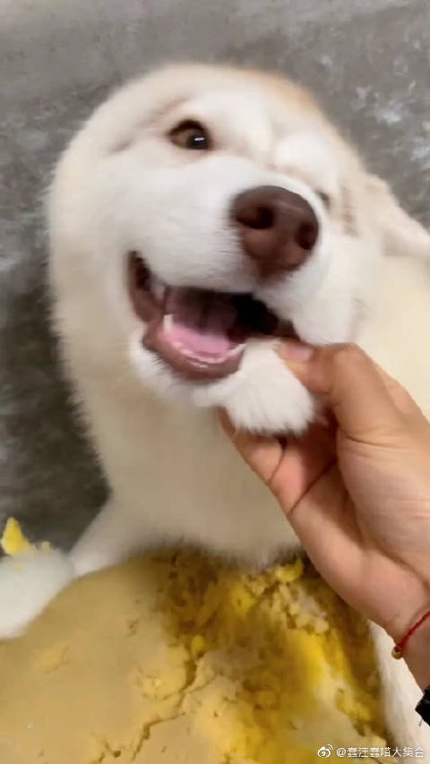 视频:4只哈士奇组拆家部队主人换铁沙发_新