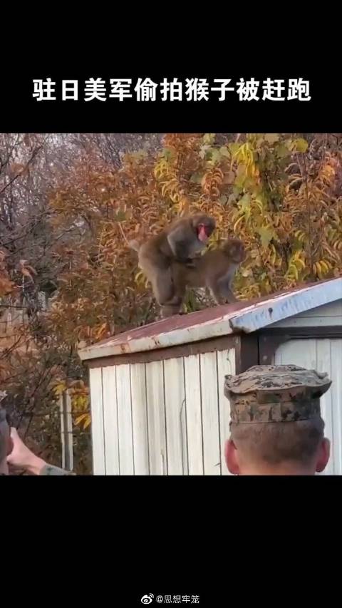 驻日美国海军陆战队士兵偷拍当地猴子家庭生活_手机新浪网