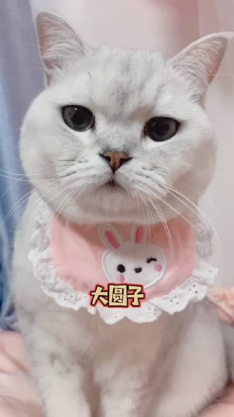 你的宠物是演技派吗这只猫估计成精了,太可爱了,突然也想养