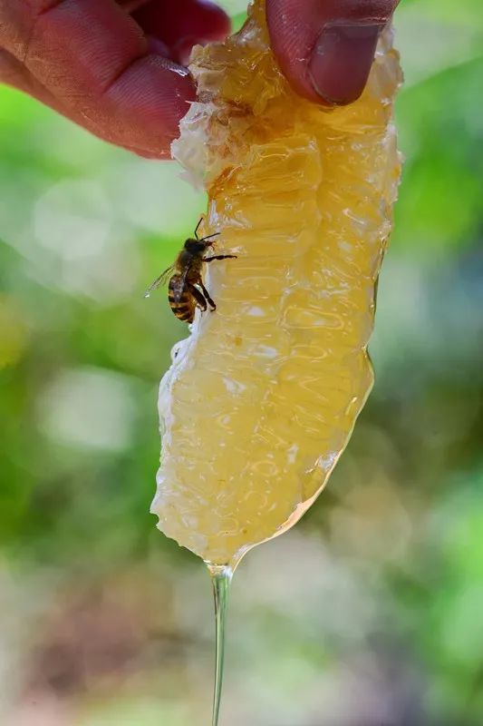 2018年"5·20世界蜜蜂日"中国主会场——海南琼中,即将甜蜜绽放!