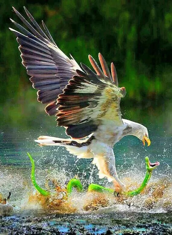 太厉害了怎么抓拍到如此精彩的瞬间大开眼界