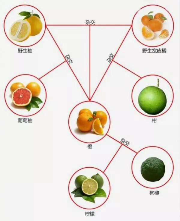 经过乱七八糟的杂交,枸橼,酸橙和来檬,柠檬是个超级"混血儿".