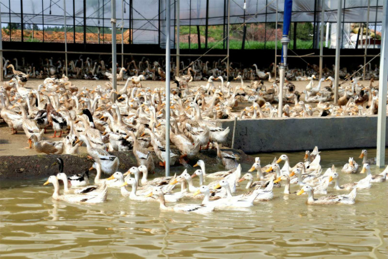 "宝贝"绝不浪费! (由美家庭农场) 柑橘园里养水鸭?