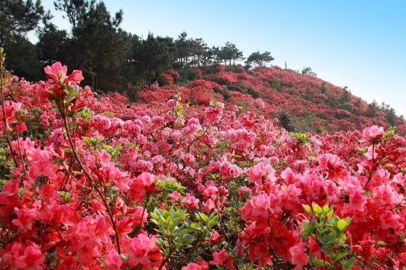 武汉工会会员两票6月27日正式上线,究竟咋办