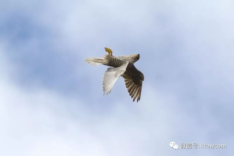 神俊最数海东青