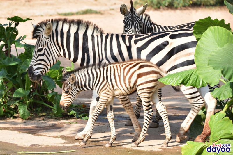 深圳野生动物园斑马家族添新丁