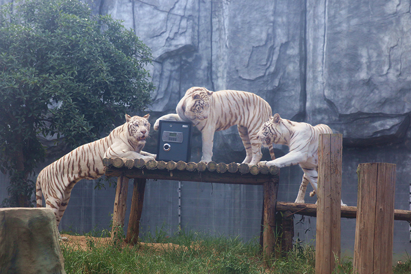 常州一动物园让猛兽帮新人看管结婚证:"不敢随便说离婚"