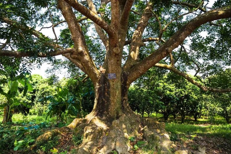 虬枝峥嵘的姿态榄树在此生长百年古榄园占地约100