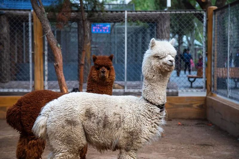 济南野生动物世界_新浪新闻