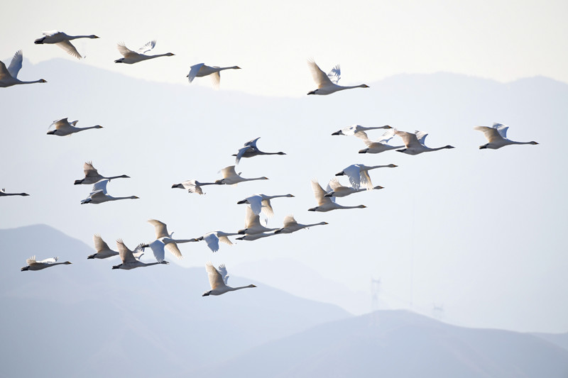 官厅水库群鸟翔集初冬时节最美一景