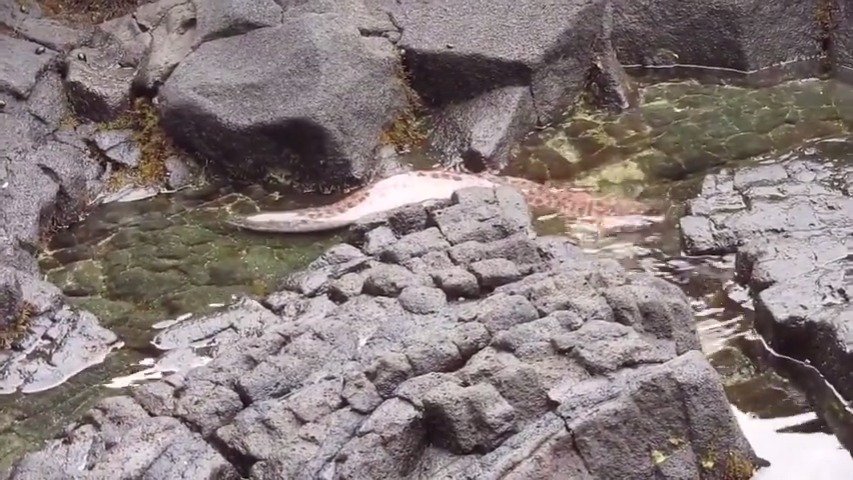 某种海鳝上岸捕猎,捕食技巧max