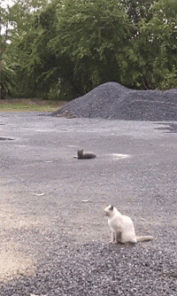 200_334gif 动态图 动图