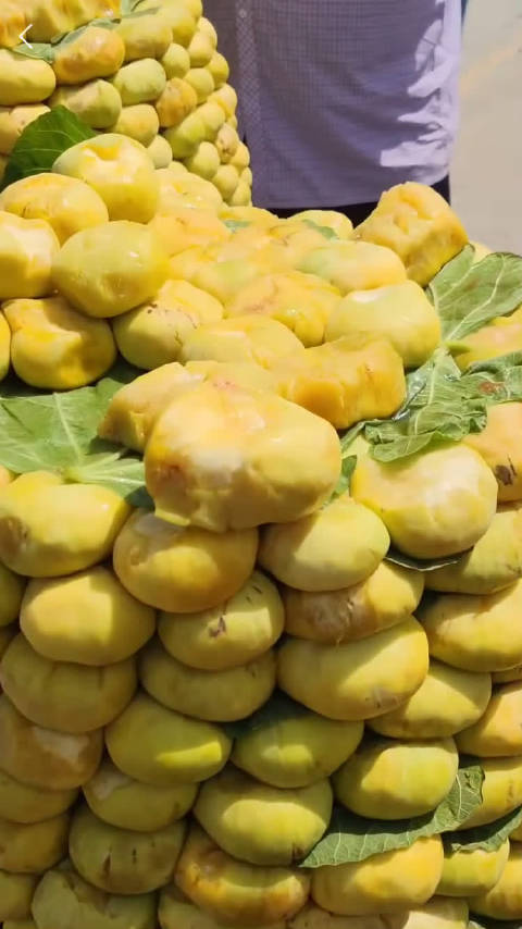 新疆树上的"糖包子",当地称为"安居儿",含糖量高达24%