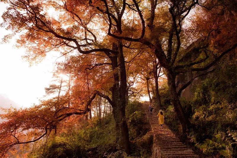 红枫古道最美大片在浙里
