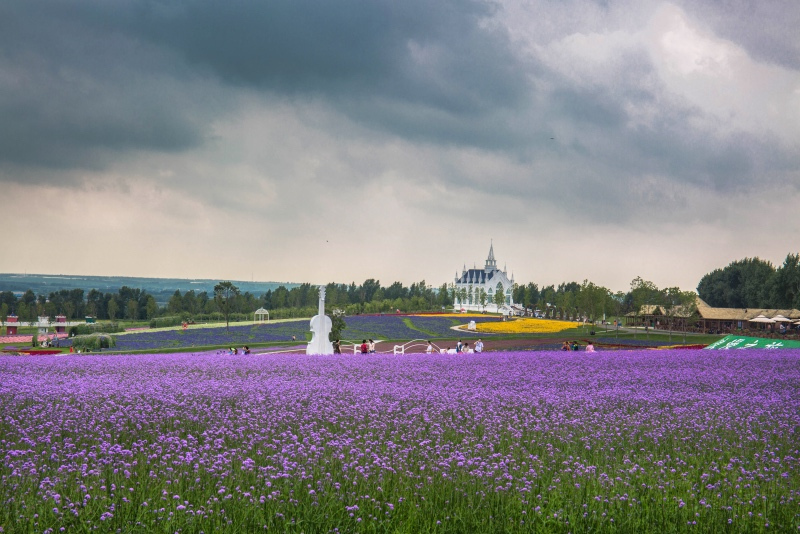 因为爱情,土豪打造1200亩的东方普罗旺斯,成爱情圣地|庄园|薰衣草