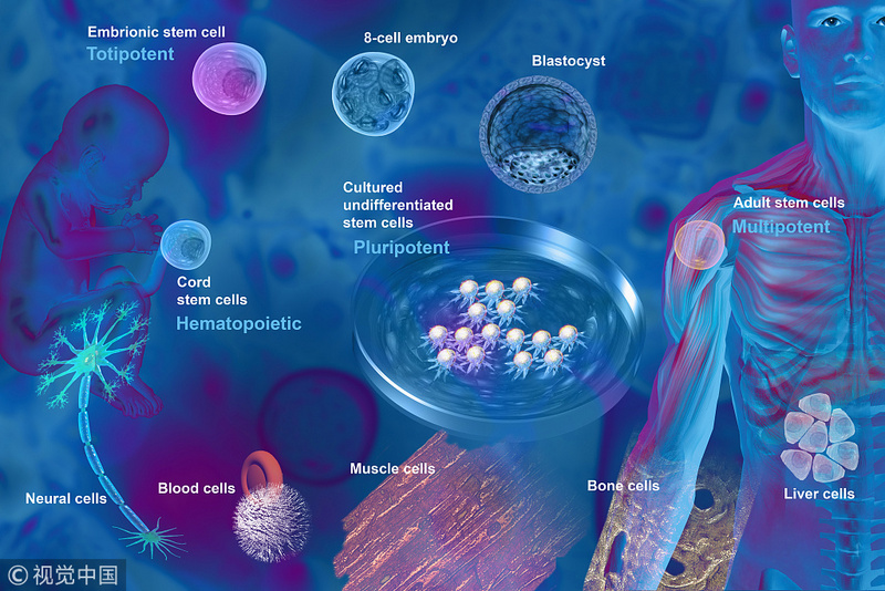 焦点分析舒马赫苏醒的奇迹背后可能有再生医学的踪迹