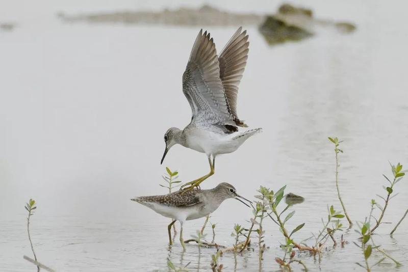 礼乐一湿地化身"鸟的天堂",观鸟爱好者记录下82种鸟