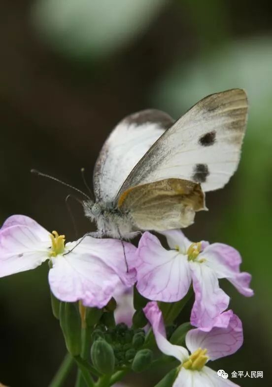 菜粉蝶pieris rapae linnaeus達摩鳳蝶睇暮眼蝶蝶戀花(官朝甲 攝)斐豹