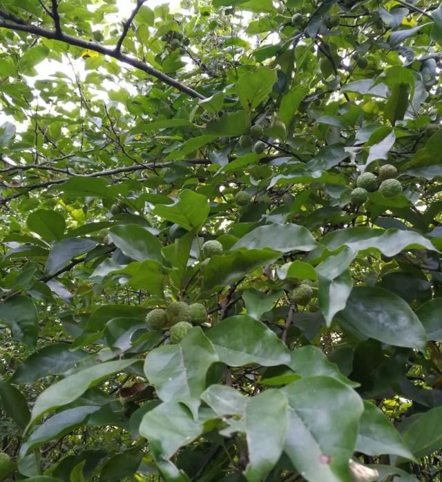 南檀北柘,农村的"黄金木",车一串珠子几万块,农民当柴火烧