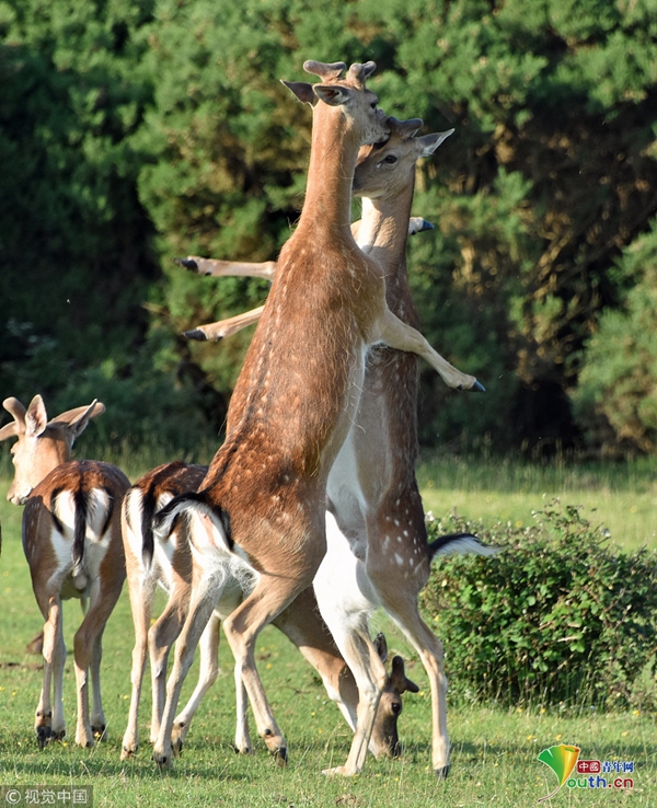 英国公鹿打架似在跳探戈 毫无火药味"亲密"十足