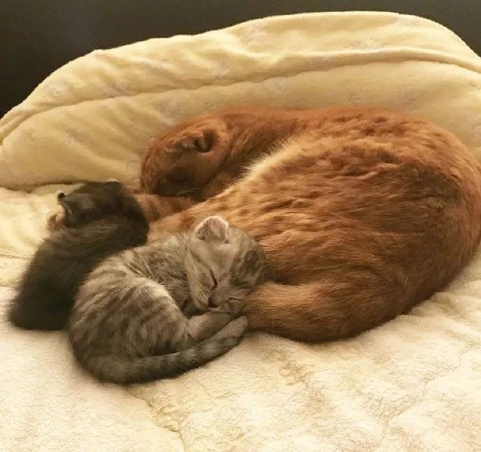 橘猫抱着小猫咪睡着,这是亲生的吗?颜色不对啊!