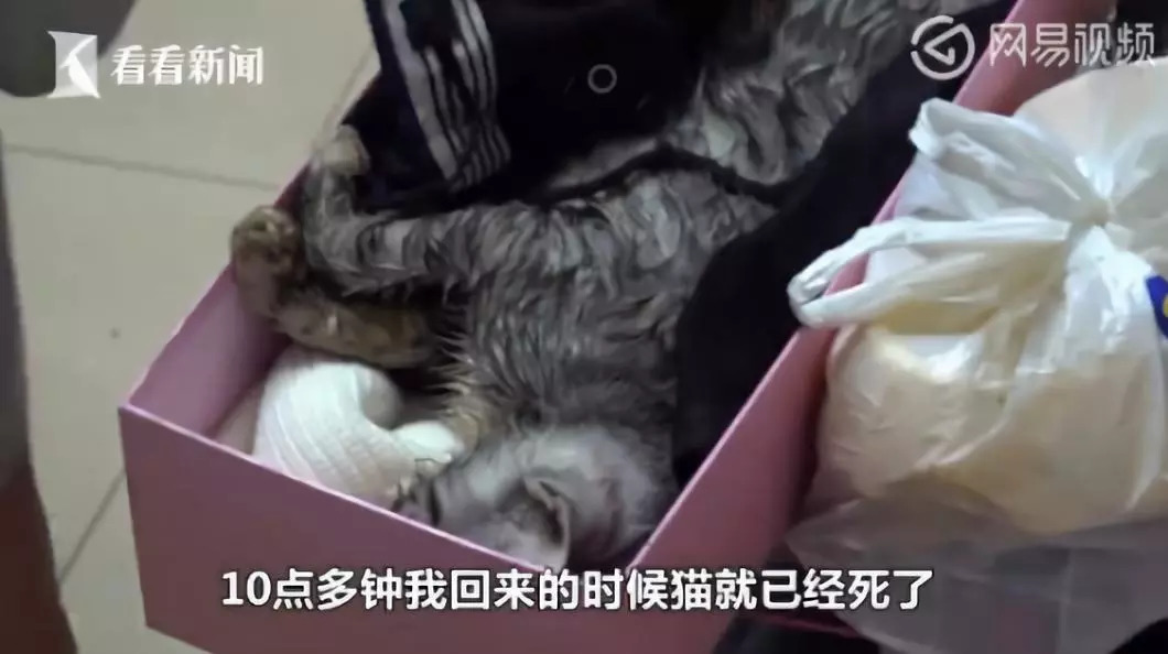 新生带弓箭射杀流浪猫但我仍信人心有光