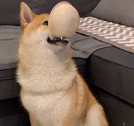 柴犬饿了就会咬着小碗,屁颠屁颠的跟主人讨吃的,每天都很准时!