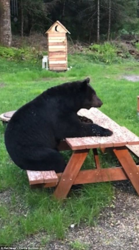 野生黑熊学会坐椅子 这姿势没毛病