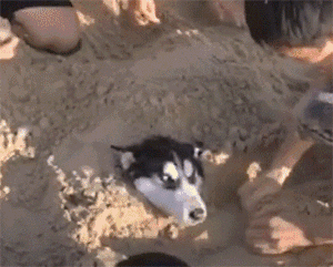 二哈到沙滩玩结果惨遭活埋,狗子:这些都是要装修的客户.