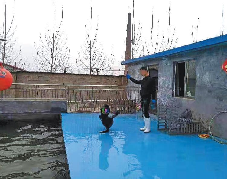 3月2日，山东省嘉祥县梁宝寺镇，一名驯养员正训练海狮表演顶球。一旁的彩钢板房即为海狮生活区，每只海狮的活动空间仅3平米左右。新京报记者 康佳 王洪春 摄