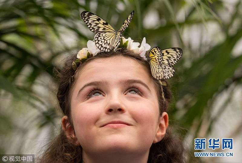 英国博物馆举行蝴蝶展小朋友戏蝶童趣十足