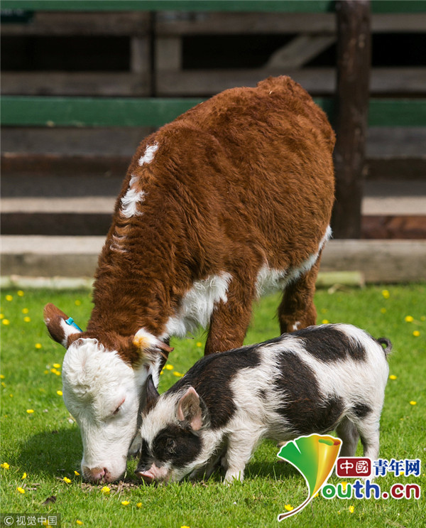 小猪与小牛产生奇妙"化学反应" 成最佳拍档形影不离