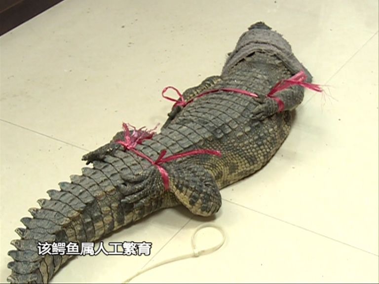 徒手和一米长鳄鱼肉搏半小时这胆量也是没谁了