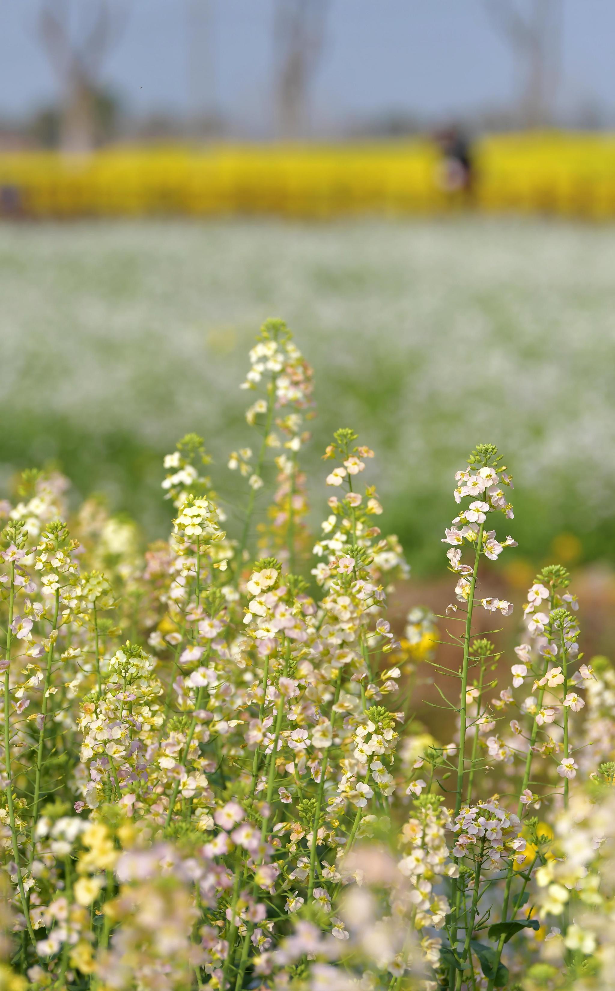 农民在江西省南昌市新建区联圩镇的油菜花田里疏通沟渠(3月10日摄).