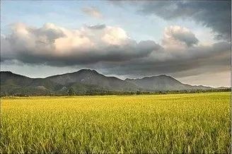 稻田里的麦子开始微微低垂白鹭归巢站在岸边的石头上纳凉万物生长也极