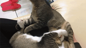 这两猫有个很奇怪的癖好,一只喜欢舔对方的爪,一只却喜欢.