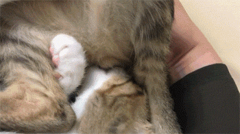 这两猫有个很奇怪的癖好,一只喜欢舔对方的爪,一只却喜欢.