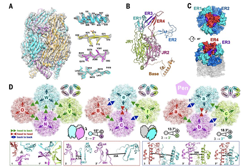 非洲猪瘟病毒主要衣壳蛋白p72的三位结构，及p72三聚体在病毒表面的排列方式