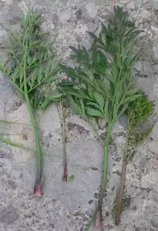 俄罗斯亦有分布,全株有毒,以成熟种子毒性最强,主要有毒成分为毒芹碱