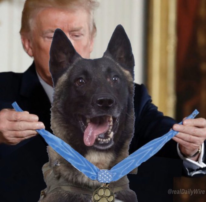 特朗普在白宮為英雄軍犬授勛 拒絕回應是否愿領養|特朗普