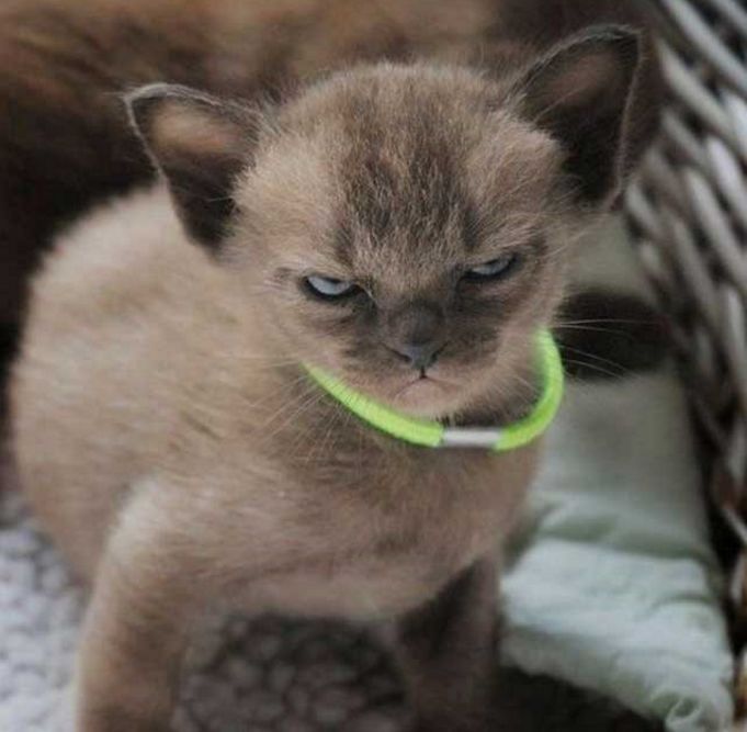 摆臭脸的宠物们,真的很搞笑