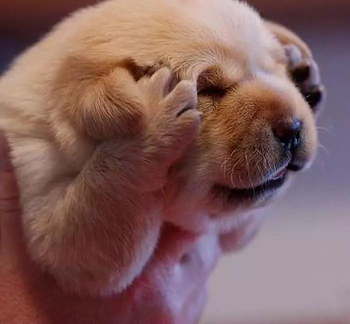 【单词小课堂】划玻璃的声音,你觉得"刺耳"不?