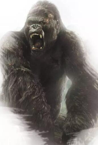 广西竟是灭绝物种"金刚"的老家